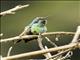 Lesser Violetear (Colibri cyanotus)