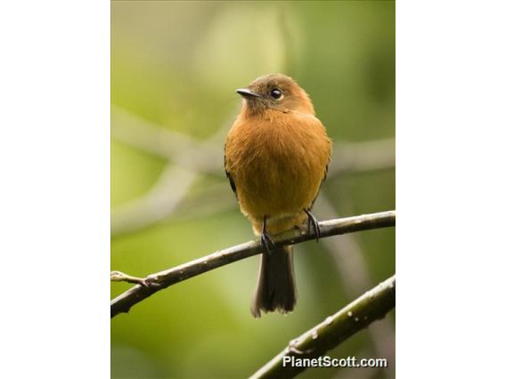 Cinnamon Flycatcher (Pyrrhomyias cinnamomeus)