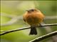 Cinnamon Flycatcher (Pyrrhomyias cinnamomeus)