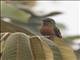 Chestnut-breasted Coronet (Boissonneaua matthewsii)