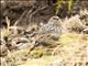 Plumbeous Sierra-Finch (Geospizopsis unicolor) - Female