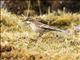 Cream-winged Cinclodes (Cinclodes albiventris)