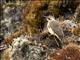 Andean Flicker (Colaptes rupicola)