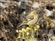 Hooded Siskin (Spinus magellanicus)