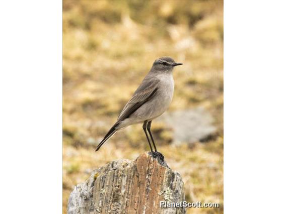 Taczanowski's Ground-tyrant (Muscisaxicola griseus)