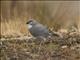 White-winged Diuca-Finch (Diuca speculifera)