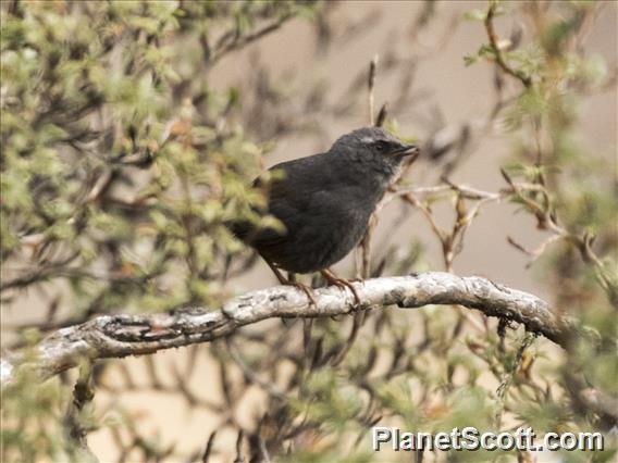 Puna Tapaculo (Scytalopus simonsi)