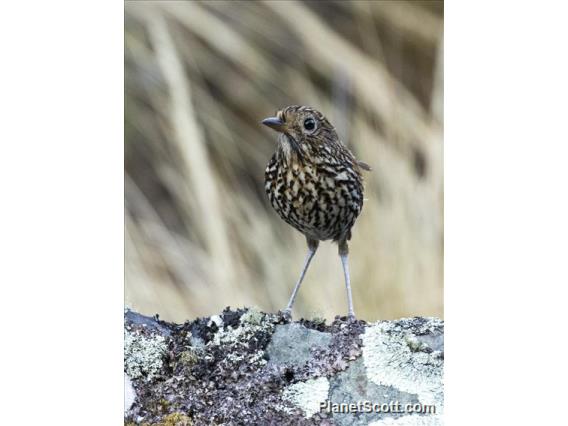 Stripe-headed Antpitta (Grallaria andicolus)