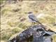 White-browed Ground-Tyrant (Muscisaxicola albilora)