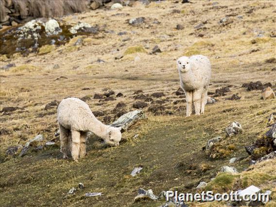 Alpaca (Lama pacos)