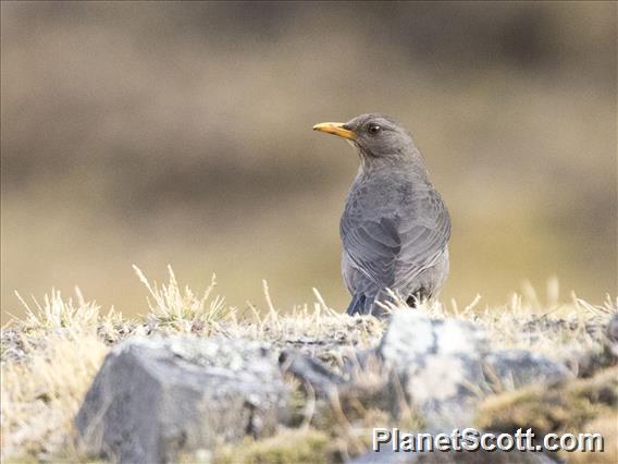 Chiguanco Thrush (Turdus chiguanco)