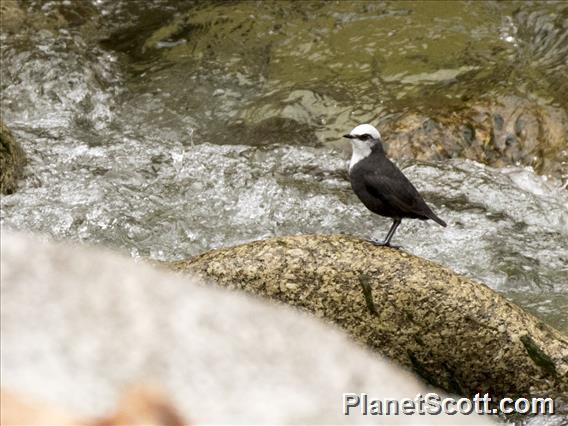 White-capped Dipper (Cinclus leucocephalus)