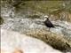 White-capped Dipper (Cinclus leucocephalus)