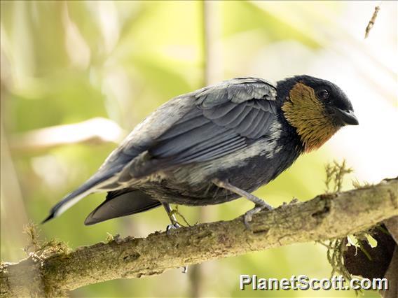 Silvery Tanager (Stilpnia viridicollis)