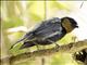 Silvery Tanager (Tangara viridicollis)