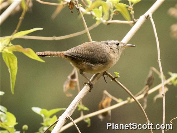 Southern House Wren (Troglodytes musculus)