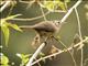 Southern House Wren (Troglodytes musculus)