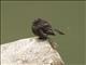 Black Phoebe (Sayornis nigricans)