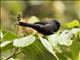 Capped Conebill (Conirostrum albifrons) - Male