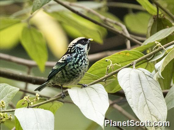 Beryl-spangled Tanager (Tangara nigroviridis)