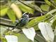 Beryl-spangled Tanager (Tangara nigroviridis)