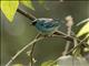 Golden-naped Tanager (Tangara ruficervix)