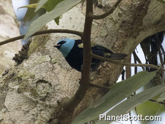 Blue-necked Tanager (Stilpnia cyanicollis)