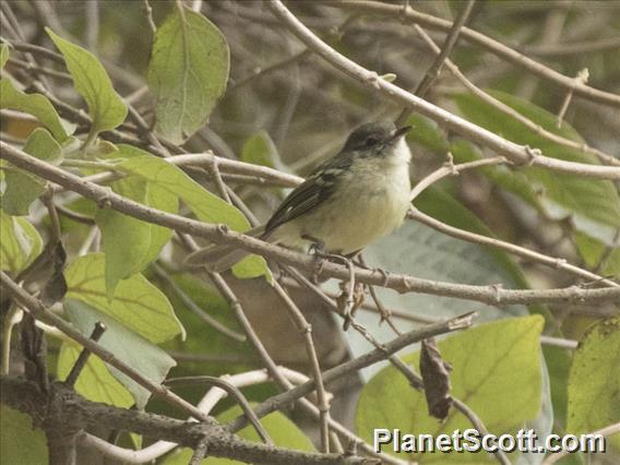 Mottle-cheeked Tyrannulet (Phylloscartes ventralis)