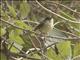 Mottle-cheeked Tyrannulet (Phylloscartes ventralis)