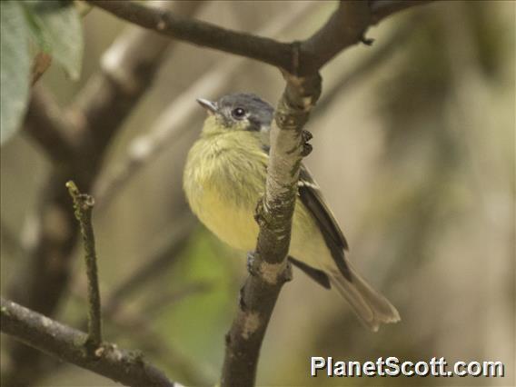 Ashy-headed Tyrannulet (Tyranniscus cinereiceps)