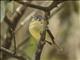 Ashy-headed Tyrannulet (Phyllomyias cinereiceps)