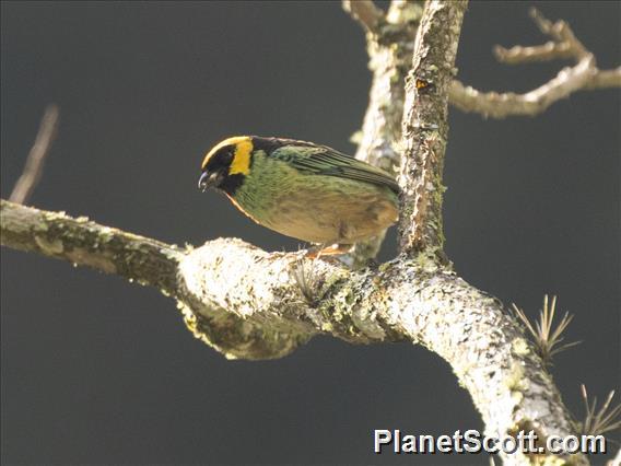 Saffron-crowned Tanager (Tangara xanthocephala)