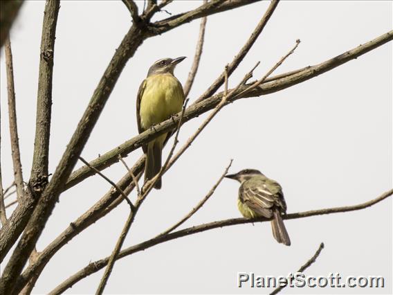 Golden-crowned Flycatcher (Myiodynastes chrysocephalus)