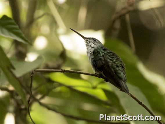 Green-and-white Hummingbird (Elliotomyia viridicauda)