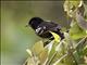 Variable Antshrike (Thamnophilus caerulescens) - Male