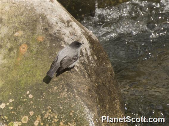 Torrent Tyrannulet (Serpophaga cinerea)