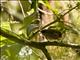 Black-and-white Seedeater (Sporophila luctuosa)