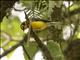 Spectacled Redstart (Myioborus melanocephalus)