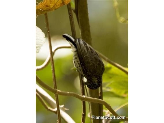 Ocellated Piculet (Picumnus dorbignyanus)