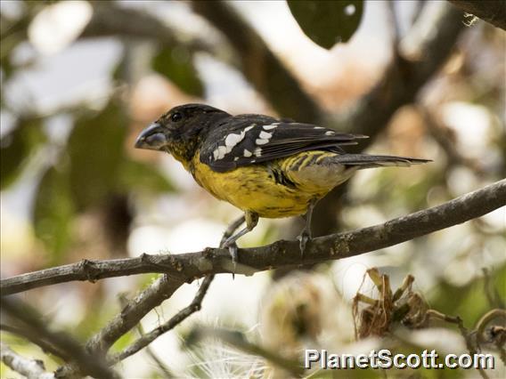 Black-backed Grosbeak (Pheucticus aureoventris)