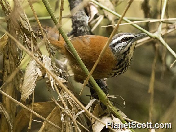 Inca Wren (Pheugopedius eisenmanni)