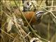 Inca Wren (Pheugopedius eisenmanni)