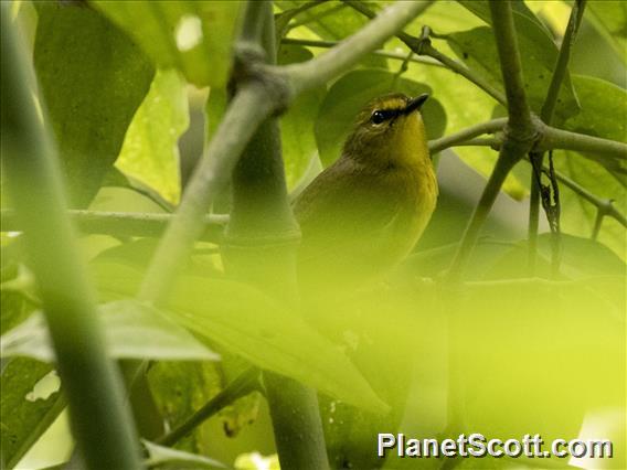 Pale-legged Warbler (Myiothlypis  signata)