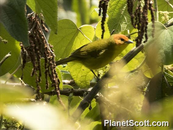 Rust-and-yellow Tanager (Thlypopsis ruficeps)