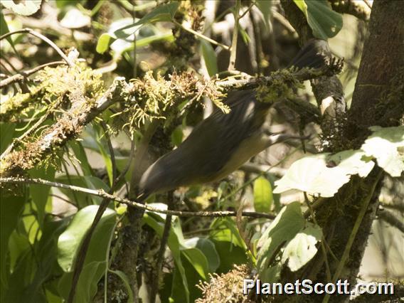 Golden-crowned Brushfinch (Atlapetes tricolor)