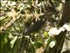 Golden-crowned Brushfinch (Atlapetes tricolor)