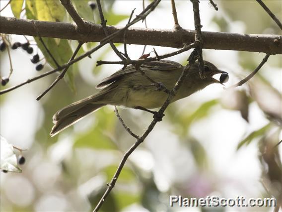 Highland Elaenia (Elaenia obscura)