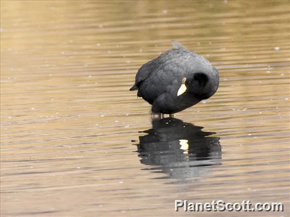 Slate-colored Coot (Fulica ardesiaca)