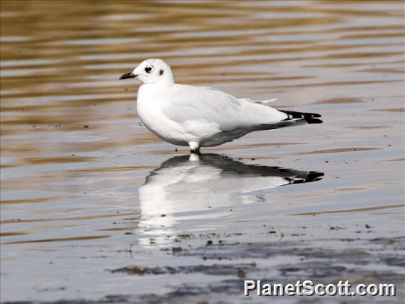 Andean Gull (Chroicocephalus serranus)