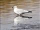 Andean Gull (Chroicocephalus serranus) - Non-breeding